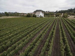 John Anthony Family Vineyards - view of the vineyard