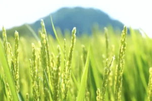 Closeup of rice growing in a paddy