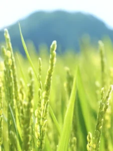 Closeup of rice growing in a paddy