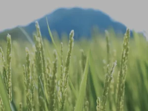 Closeup of rice growing in a paddy